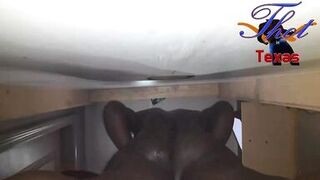 Thot in Texas - Gloryhole Real Amateur BBC Fucking my Wife Hairy Ebony Pussy