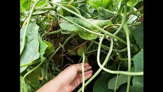 A Fat Cucumber Stretched my Hairy Pussy - 1 image