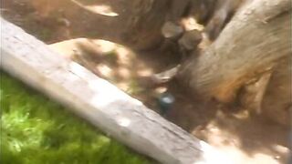 Sexy brunette sucks stiff cock